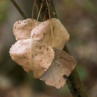 Осенний этюд :: Игорь Сикорский