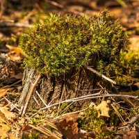 Лысый пень и его парик :: Игорь Сикорский