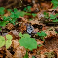 Хохлатая синица :: Галина Ложечникова