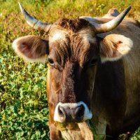 ________ :: Галина Ложечникова