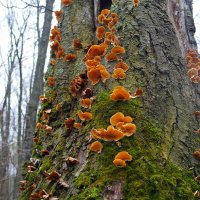 Грибная тема в ноябре :: Андрей Заломленков