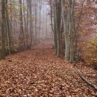 Осенний лес. :: Lucy Schneider 