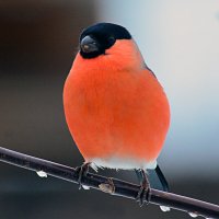 красавчик :: леонид логинов