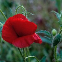 Мак дикий :: Светлана Ищенко