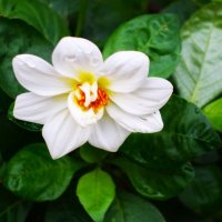 Нежная Георгина под дождём :: Aida10 