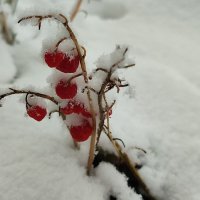 Ягоды ландыша :: Валентина Богатко Ягоды ландыша :: Валентина Богатко