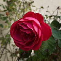 .....в осенних розах нежность увяданья... :: Галина 