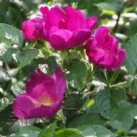 Шиповник :: Freddy 97