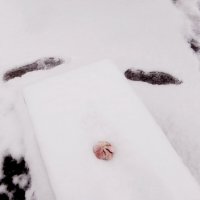 Нет вампирам! :: Maria Rainer