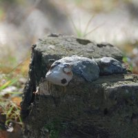 ОСЕННЯЯ МЕЛАНХОЛИЯ :: Юрий Вовк