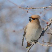 Свиристель :: Виктор Иванович Чернюк