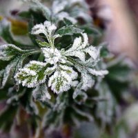 первый заморозок.... :: Ольга Cоломатина