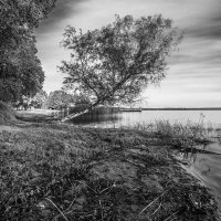 Березка :: Николай 