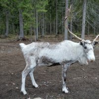 Олень :: Andrey Lomakin Олень :: Andrey Lomakin