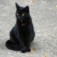 Удивлённый взгляд кошки. (Случайный снимок а городе. :: Милешкин Владимир Алексеевич 