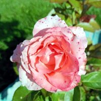 Роза. :: Ирина *** Роза. :: Ирина ***