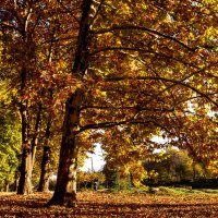 Пестрые краски осени. :: Сергей Воротников
