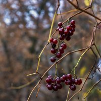 Осень :: Сергей 