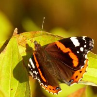 опять про бабочек...26 :: Александр Прокудин