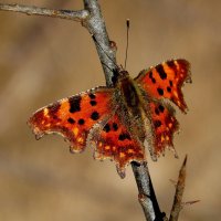 опять про бабочек...30 :: Александр Прокудин опять про бабочек...30 :: Александр Прокудин