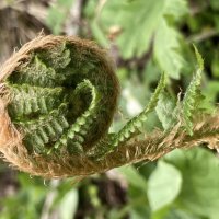 Завиток :: Ольга Савельева 