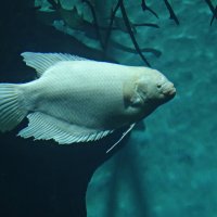 Гурами гигантский-альбинос. Приморский Океанариум :: Лидия Бусурина