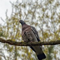 Дикий лесной голубь. :: Светлана Ищенко