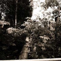 Фотография :: Денис Безногов