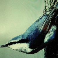 Поползень :: Людмила Смородинская