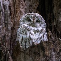 серая неясыть.молодая. :: юрий макаров серая неясыть.молодая. :: юрий макаров