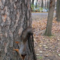 Шустрые белочки :: Ольга 