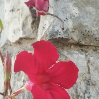 Красное на сером :: Натали 