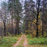 В лесу :: MILAV V