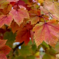 Листья :: Оксана Новик 