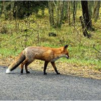 Лис важно переходил дорогу прямо перед нами. :: Валерия Комова