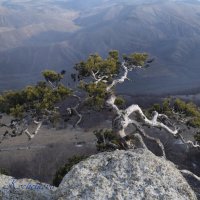 Природа Крыма :: Amazing Cosmea