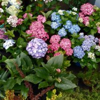 *** :: Валентина Береснева *** :: Валентина Береснева