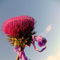 Колючка-модница. :: nadyasilyuk Вознюк Колючка-модница. :: nadyasilyuk Вознюк