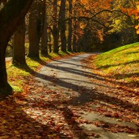 Осенние дорожки :: Юрий. Шмаков