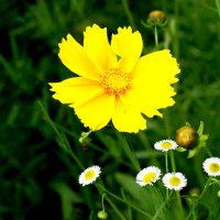 Цветок :: Евгений 