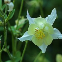 Аквилегия анфас :: Светлана 