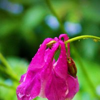 Под дождём :: Светлана 