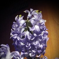 Гиацинт :: Freddy 97