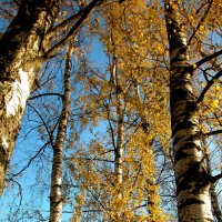 Еще недавно было так... :: Наталья Лунева 