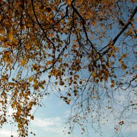 И те уж давно облетели... :: Наталья Лунева 