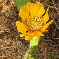 Опунция :: Александр Деревяшкин