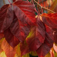 Девичий виноград :: Игорь Сикорский