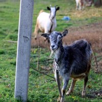 Коза-ностра :: Николай (dr.Zlo) Кузнецов