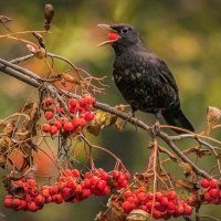 Чёрный дрозд. :: Nik Lovec