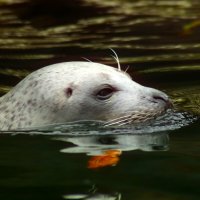 Плывущая в осенней воде :: Юрий. Шмаков Плывущая в осенней воде :: Юрий. Шмаков